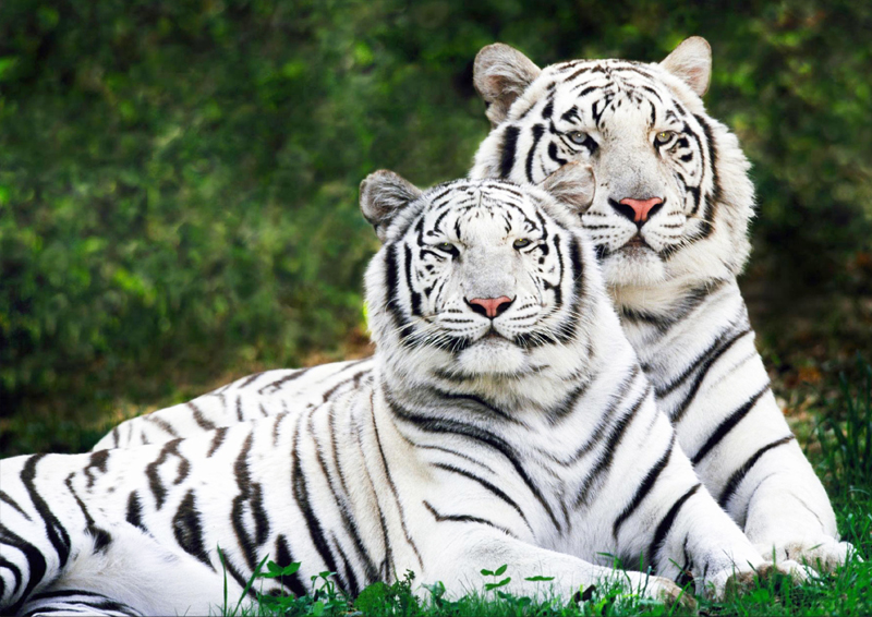 Bílí tygři 10
