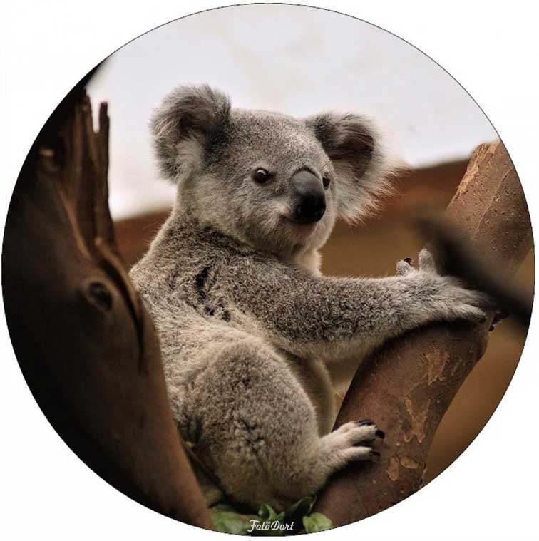 Koala 10