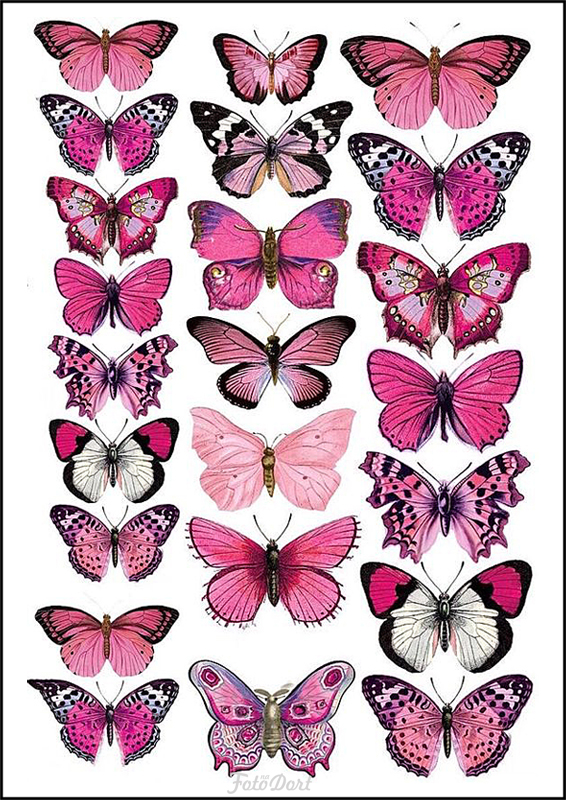 Motýli 10