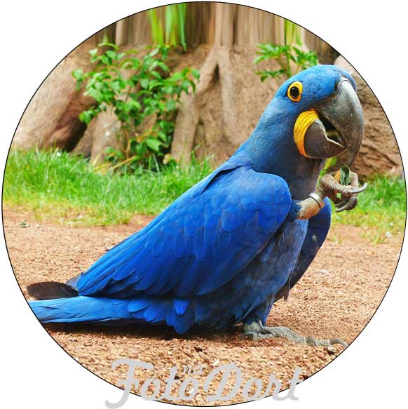 Papoušek 10