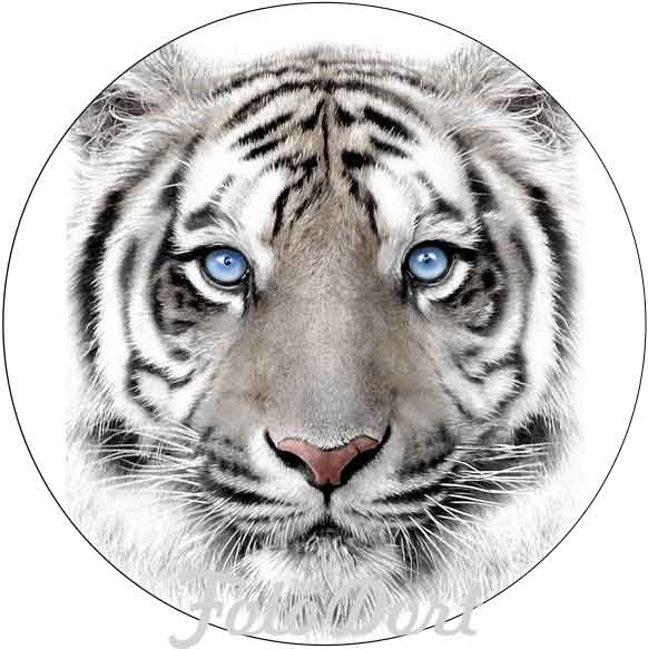 Bílý tygr 422