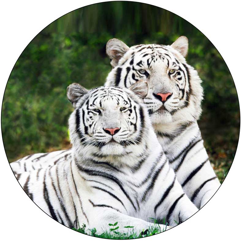 Bílí tygři 424